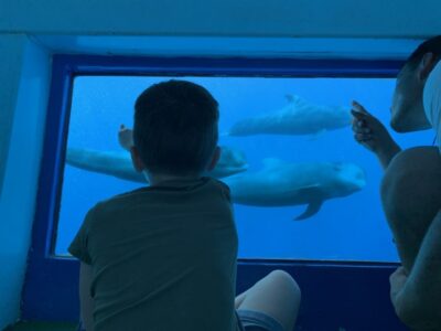 Adeje: Whale and Dolphin Watching Cruise with Lunch and Swim - What you’re aiming to see: pilot whales, dolphins, and the right expectations