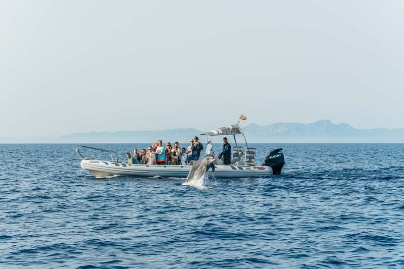 Alcudia or Can Picafort: Dolphin-Watching Cruise - Cabo Formentor from the water: UNESCO cliffs you can’t get from the road