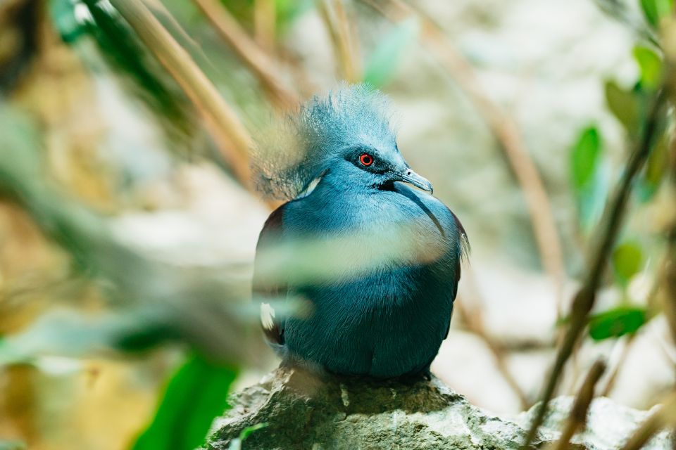 Barcelona: 1-Day Ticket to Barcelona Zoo - What You’ll See: 4,000 Animals and the Species Mix