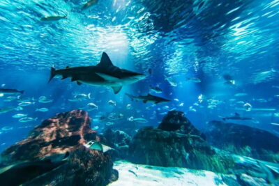 Barcelona Aquarium: Entry Ticket - The Oceanarium: walking through the 80-meter shark tunnel