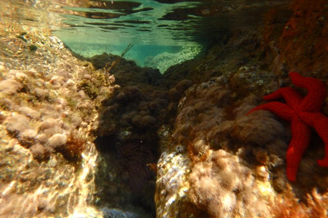 Barcelona Costa Brava Kayak, Snorkel & Cliff Jump Day Tour - Coves and Sea Caves: The Part You’ll Remember Later