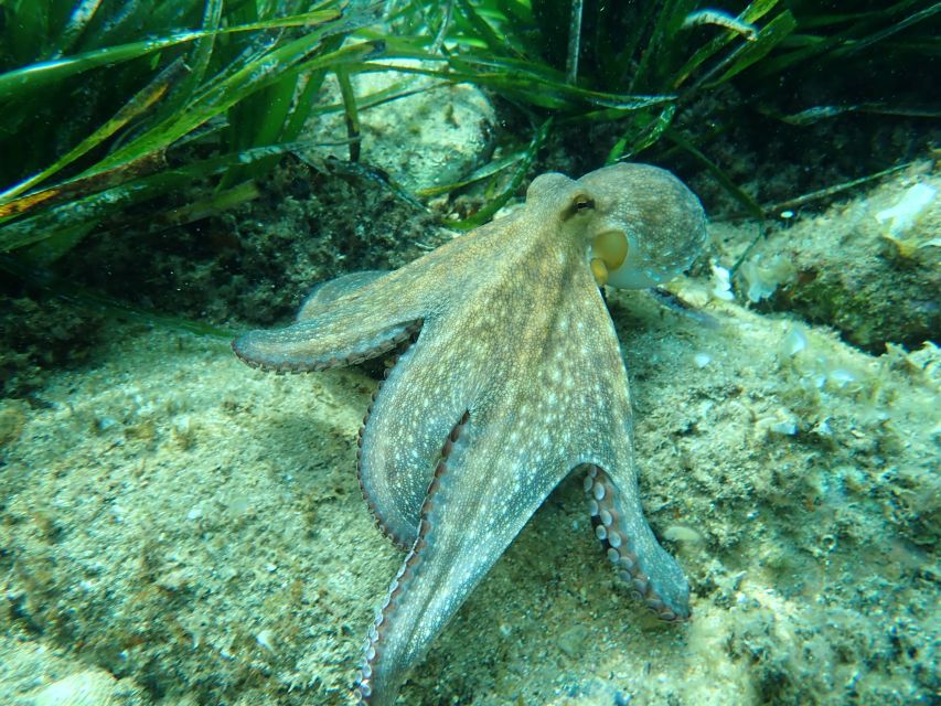 Barcelona: Costa Brava Kayak, Snorkel & Cliff Jump & Lunch - Price and value: why around $100 can make sense here