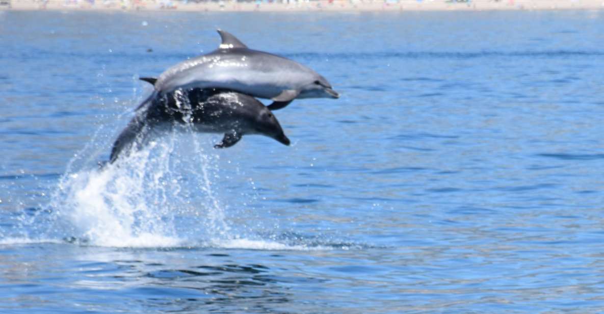 Benalmadena: Dolphin Watching Boat Tour - Key things I’d underline before you go