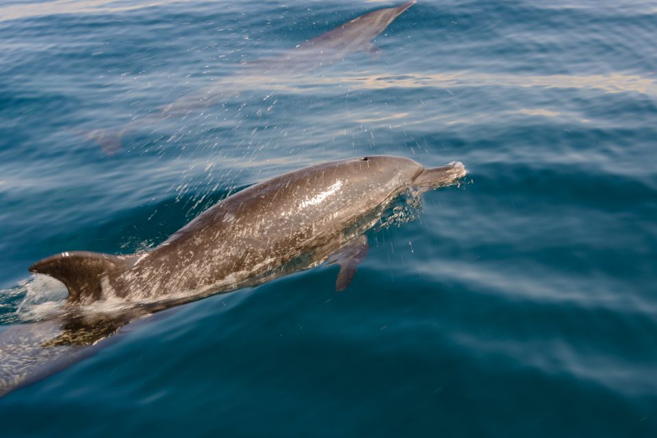Benalmadena: Dolphin Watching Boat Tour - Price and Value: Why This $22 Dolphin Tour Feels Like a Bargain