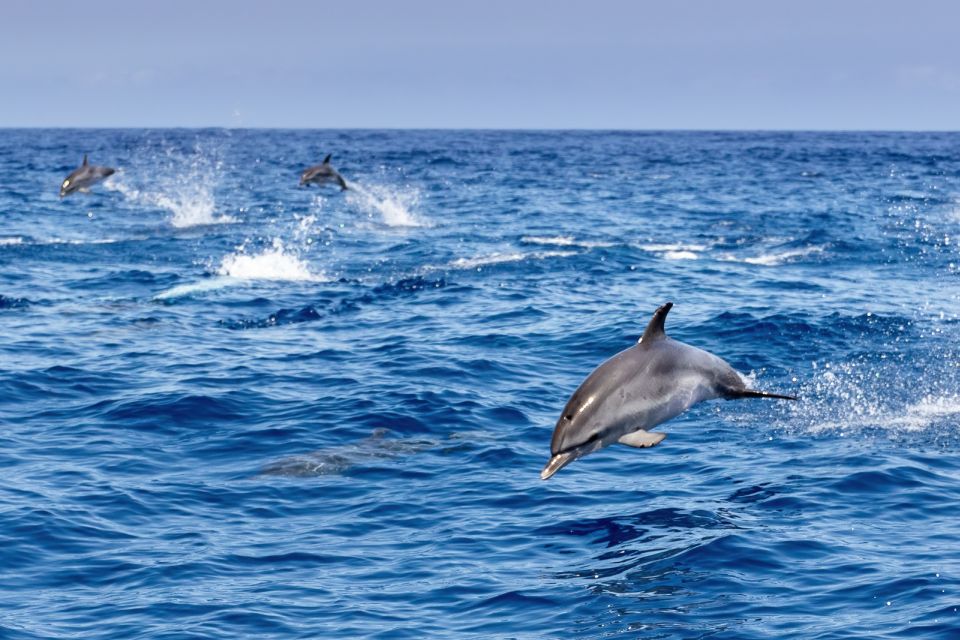 Benalmadena: Dolphin Watching Boat Tour - The Secret Stop and the Dolphin Moment: Patience Pays Off