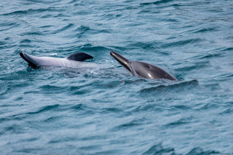 Benalmadena: Dolphin Watching Boat Tour - The Open-Sea Swim: How It Works in Summer
