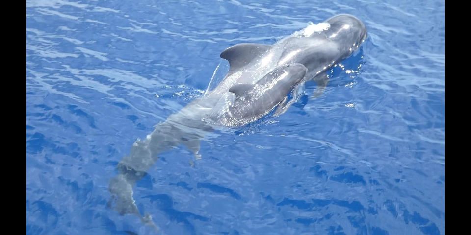Costa Adeje: Whale and Dolphin Cruise with Food and Pickup - Spotting Whales and Dolphins Along Tenerife’s South Coast