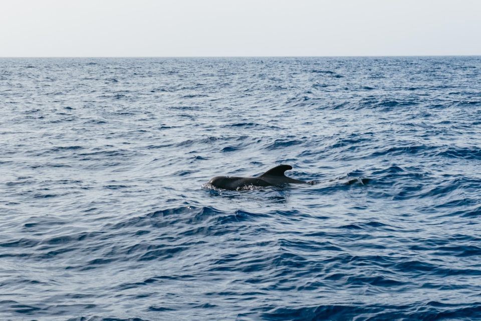 Costa Adeje: Whale & Dolphin Eco-Cruise with Snacks & Drinks - Wildlife etiquette that actually changes what you see