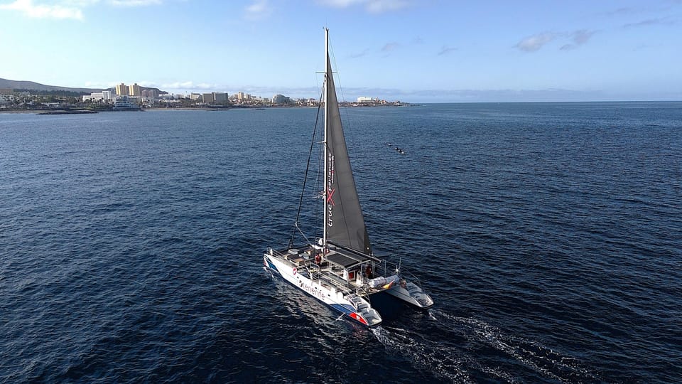 Costa Adeje: Whale & Dolphin Eco-Cruise with Snacks & Drinks - The underwater sound moment: ocean noise turned into clues