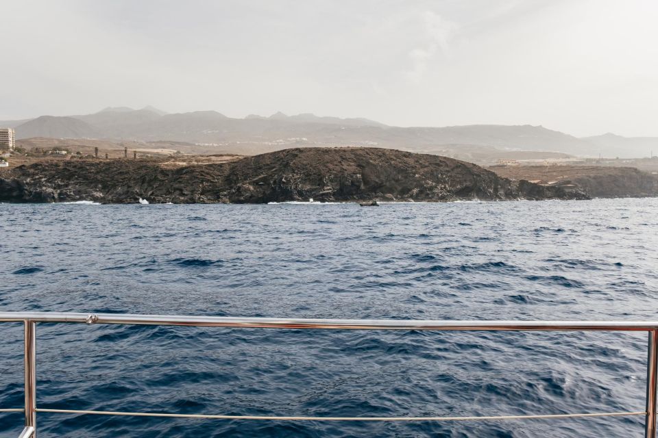 Costa Adeje: Whale & Dolphin Eco-Cruise with Snacks & Drinks - The swim stop: when you trade spotting for cold water