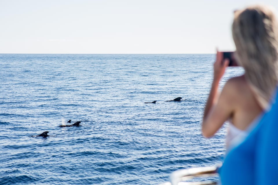 Costa Adeje: Whale & Dolphin Submarine Vision Mini Cruise - Key highlights worth planning around