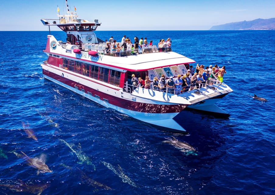 Costa Adeje: Whale & Dolphin Submarine Vision Mini Cruise - Royal Delfin Catamaran: why the underwater windows matter