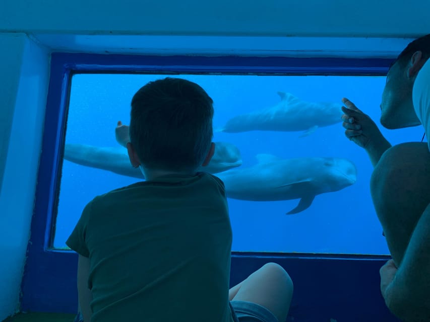 Costa Adeje: Whale & Dolphin Submarine Vision Mini Cruise - Searching the southwest coast: how sightings usually happen