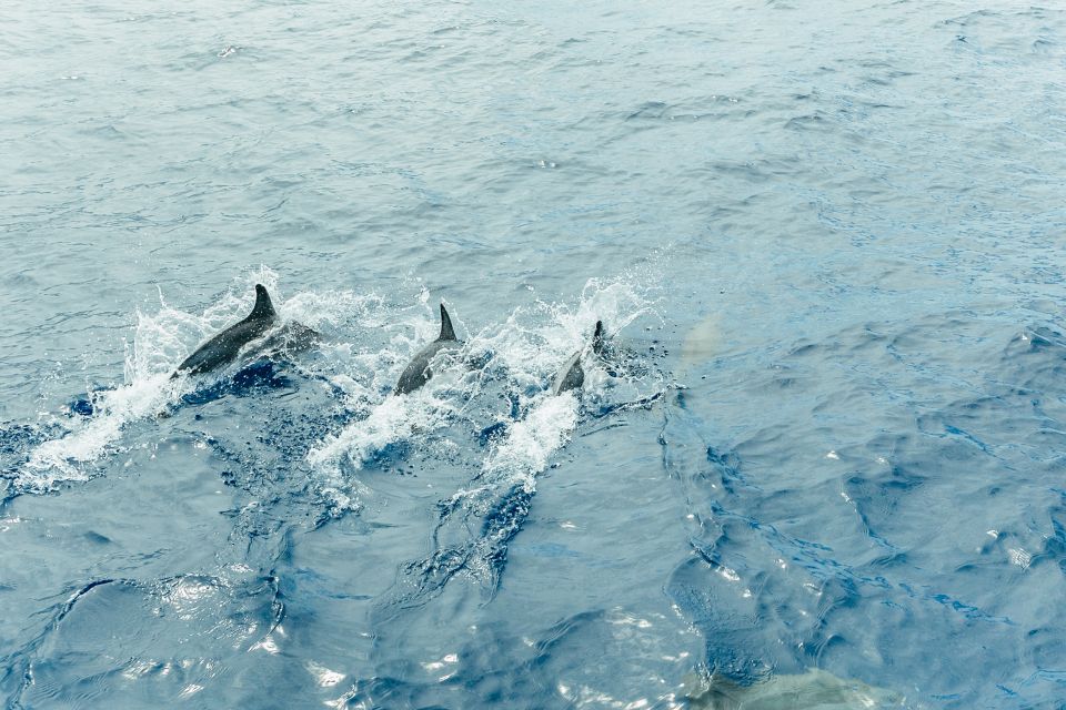 Costa Adeje: Whale & Dolphin Submarine Vision Mini Cruise - Price and value: why $35 can work out