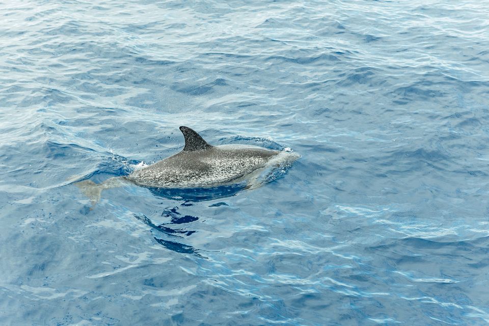 Costa Adeje: Whale & Dolphin Submarine Vision Mini Cruise - Seasickness reality check: who should plan carefully