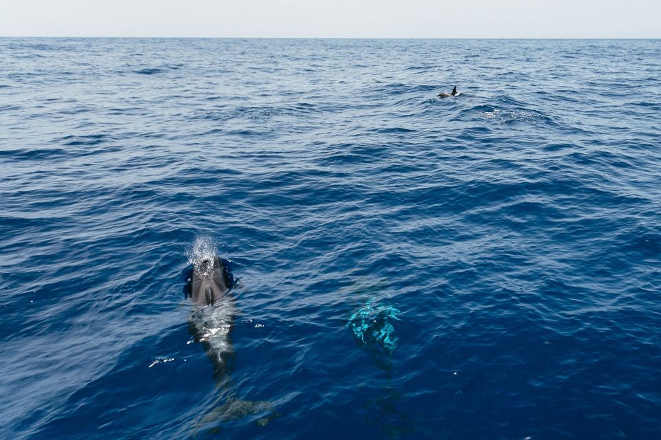 Costa Adeje: Whale Watching Catamaran Tour with Drinks - Key things that make this Tenerife whale cruise worth your time