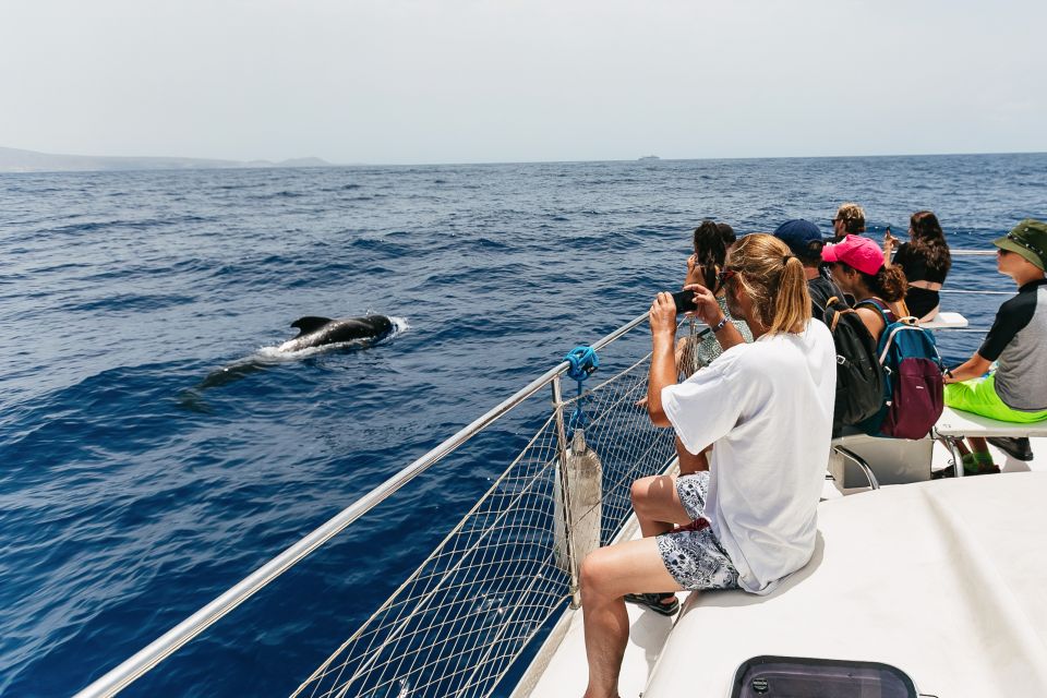 Costa Adeje: Whale Watching Catamaran Tour with Drinks - Fish farms, dolphins, and what to watch for along the Tenerife coast