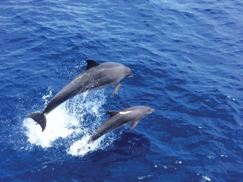 From Paguera: Dolphin Watching Cruise in a Glass-Bottom Boat - From Playa Tora to the water: your quick logistics reality check