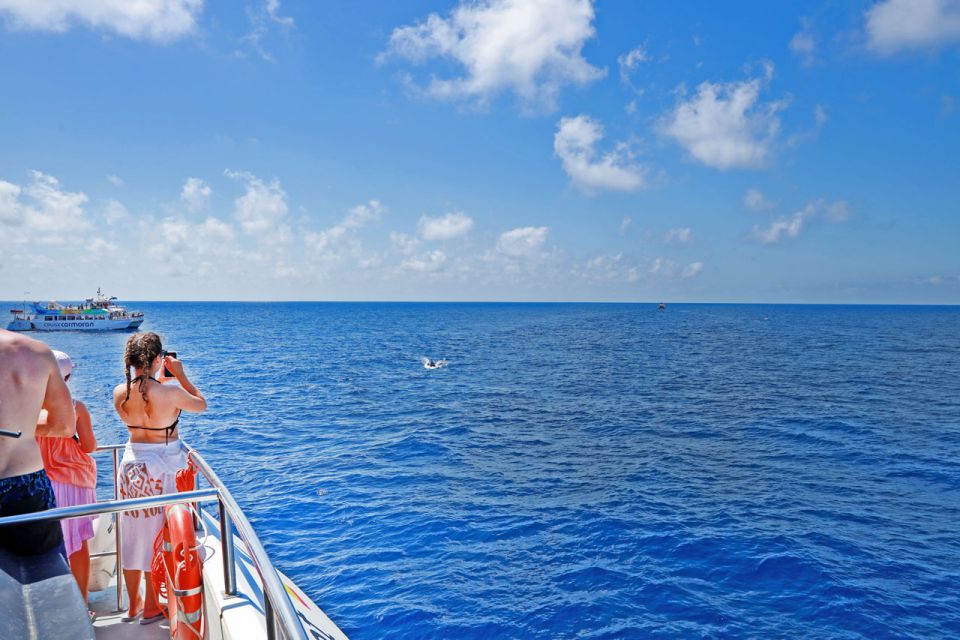 From Paguera: Dolphin Watching Cruise in a Glass-Bottom Boat - What dolphins you’re likely to spot, and how you’ll notice them