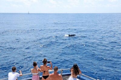 From Paguera: Dolphin Watching Cruise in a Glass-Bottom Boat - How the captain finds dolphins (and why it matters for your photos)