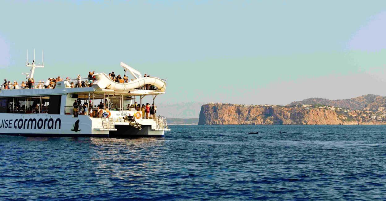 From Paguera: Dolphin Watching Cruise in a Glass-Bottom Boat - Who this Mallorca dolphin cruise is best for
