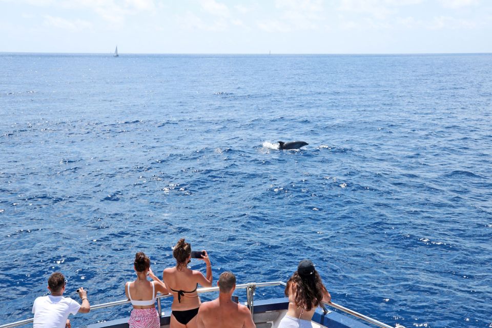 From Paguera: Dolphin Watching Cruise in a Glass-Bottom Boat - How the captain finds dolphins (and why it matters for your photos)
