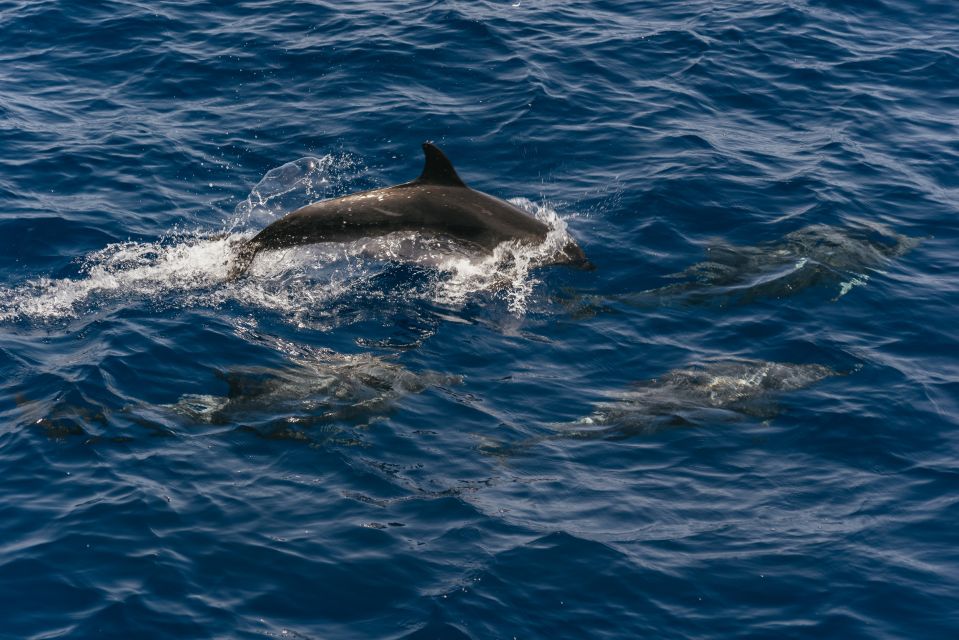 From Puerto Rico de Gran Canaria: Dolphin Watching Cruise - Key Highlights to Know Before You Go