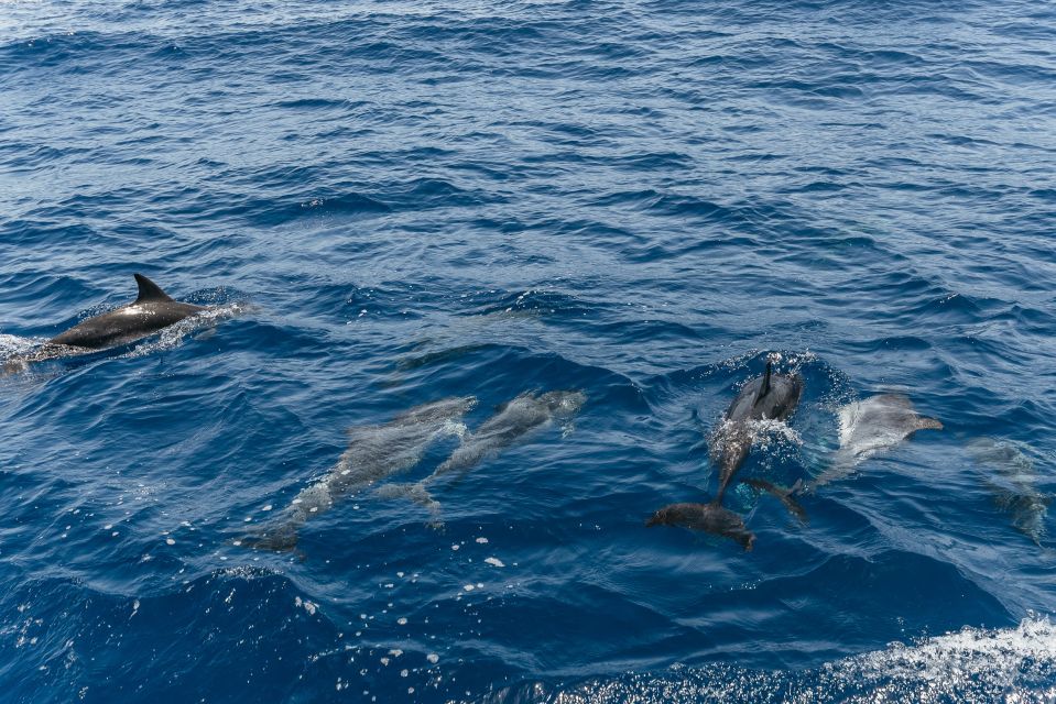 From Puerto Rico de Gran Canaria: Dolphin Watching Cruise - Price and Value: Is $47 Worth It?