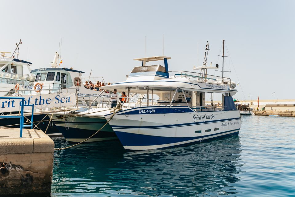 From Puerto Rico de Gran Canaria: Dolphin Watching Cruise - Dolphin Watching in Gran Canaria: Why This Spot Works