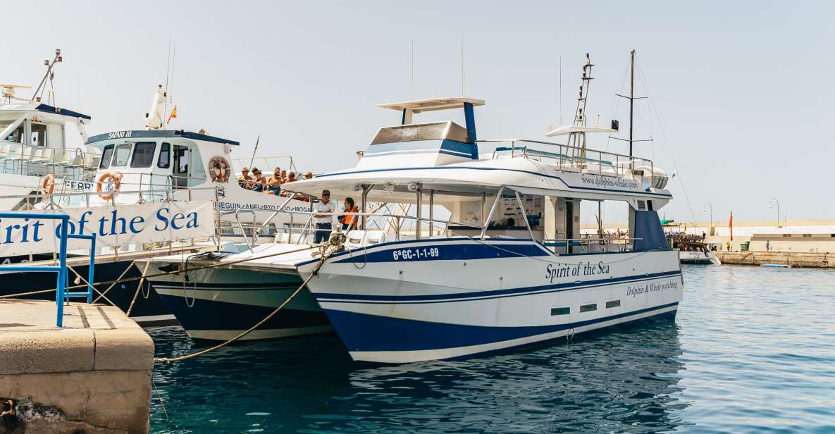 From Puerto Rico de Gran Canaria: Dolphin Watching Cruise - Spirit of the Sea Catamaran: Glass-Bottom Fun You Should Understand