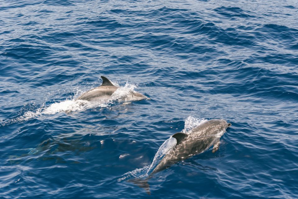From Puerto Rico de Gran Canaria: Dolphin Watching Cruise - What You Might See: Dolphins, Whales, and the Extra Surprises