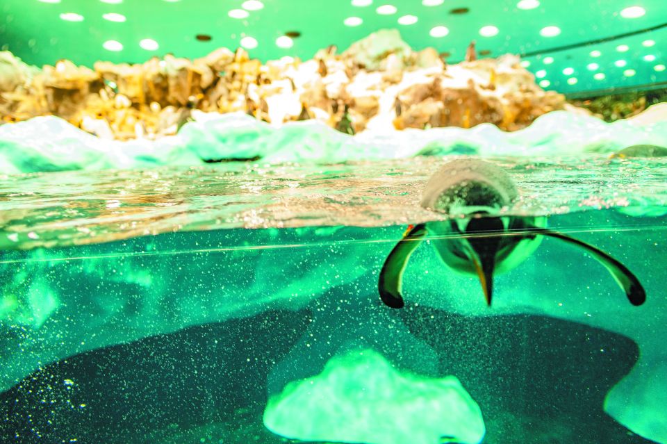 From South Tenerife: Loro Park Zoo Ticket & Hotel Transfers - Planet Penguin: Antarctic-Style Viewing With a Real Ice Touch