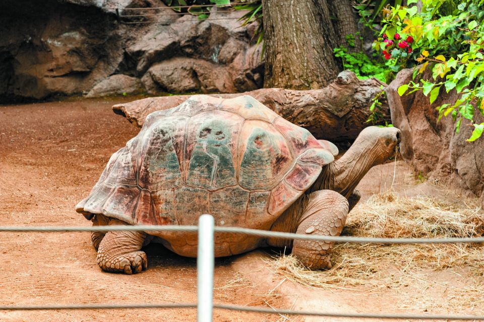 From South Tenerife: Loro Park Zoo Ticket & Hotel Transfers - Katandra TreeTops: Hanging Bridges and Bird-Spotting on Jungle Paths