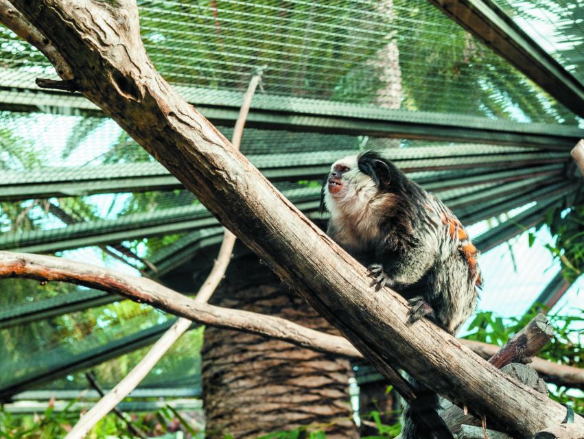 From South Tenerife: Loro Park Zoo Ticket & Hotel Transfers - Food Inside the Park vs. Eating in Town: Save Time, Avoid Regrets