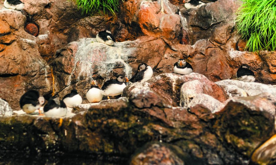 From South Tenerife: Loro Park Zoo Ticket & Hotel Transfers - Is This Worth $75? Value, Priorities, and Who Should Go
