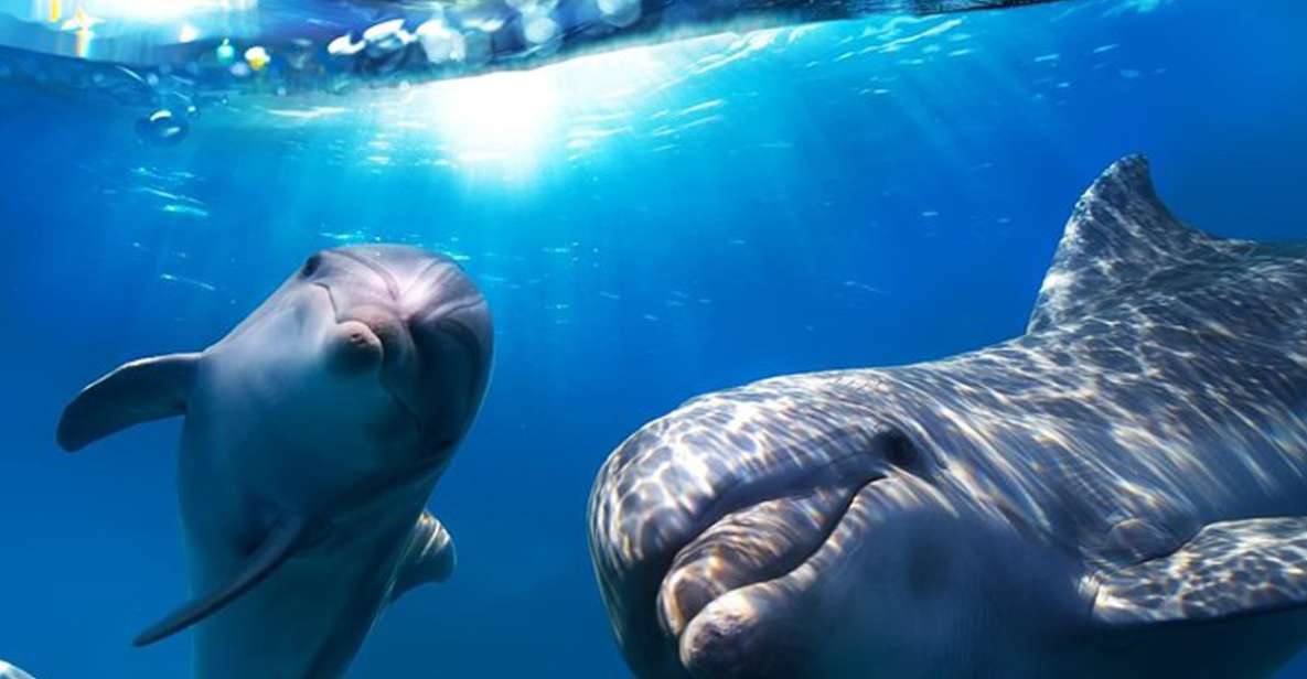 Gran Canaria: Dolphin and Whale Watching Cruise - What You’re Really Paying For: a 150-Minute Cetacean Search