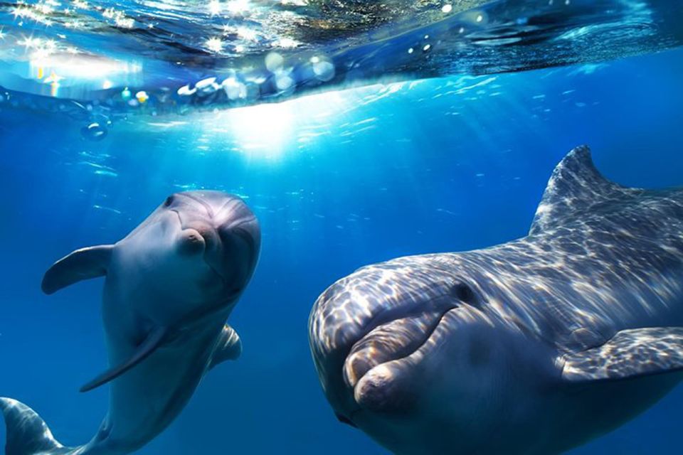 Gran Canaria: Dolphin and Whale Watching Cruise - Dolphins and Whales: how close you can realistically get