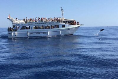Gran Canaria: Dolphin and Whale Watching Cruise - The Catamaran Ride: Comfortable Viewing, Real Sea Air