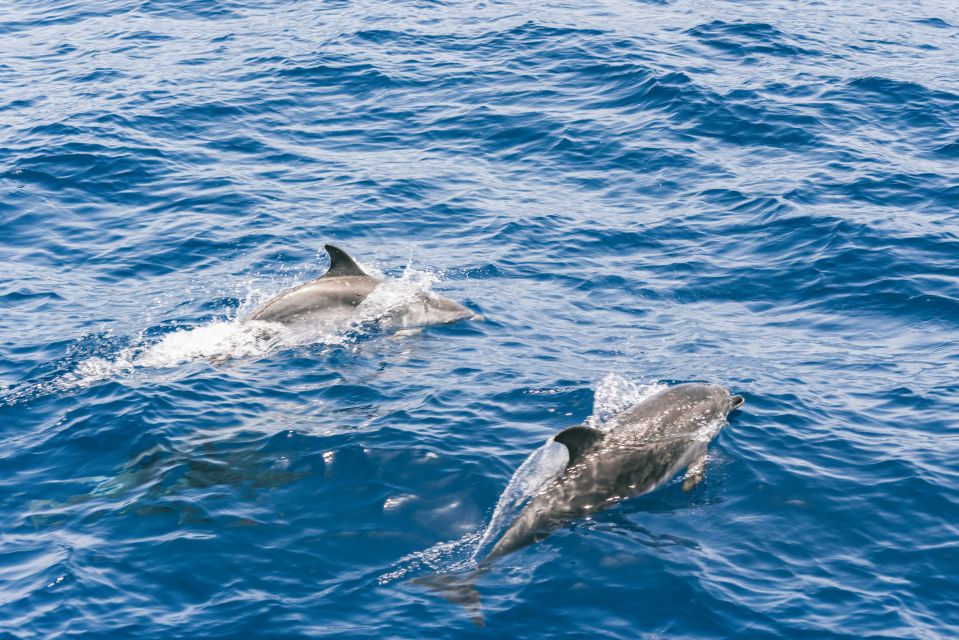 Gran Canaria: Dolphin and Whale Watching Cruise - The Sea Can Be Rough: stay comfortable and reduce sickness