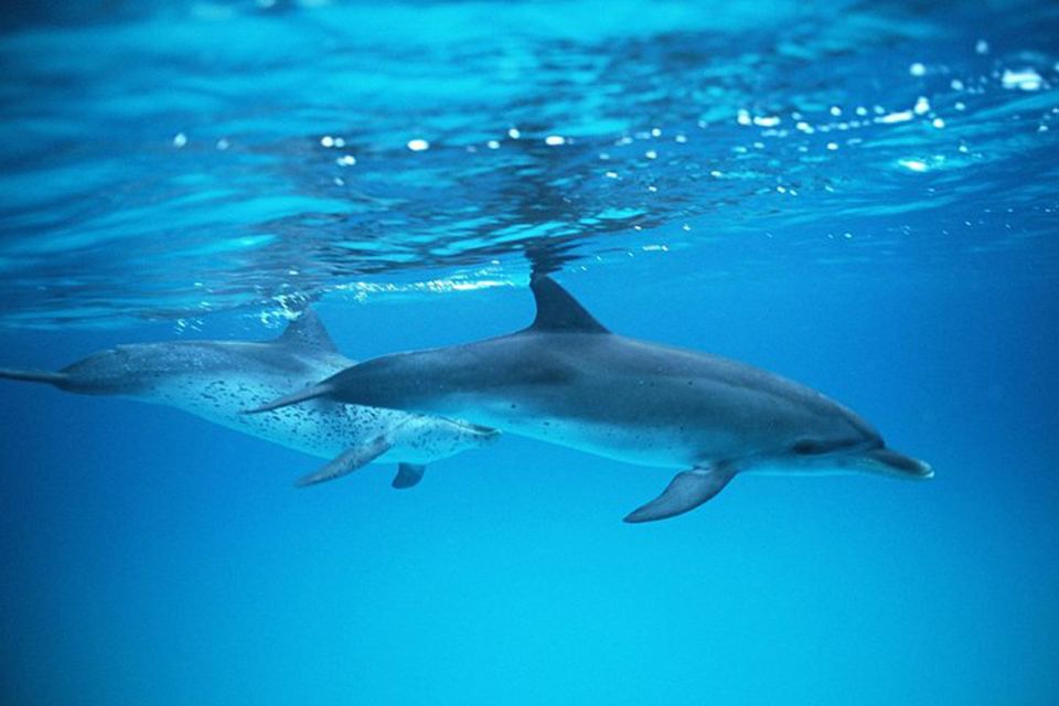 Gran Canaria: Dolphin and Whale Watching Cruise - Who This Cruise Suits Best (and who should think twice)