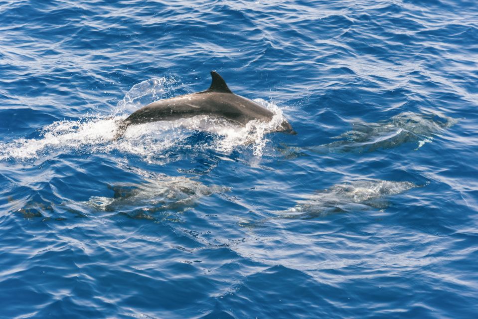 Gran Canaria: Dolphin and Whale Watching Cruise - Should You Book This Gran Canaria Dolphin and Whale Watching Cruise?