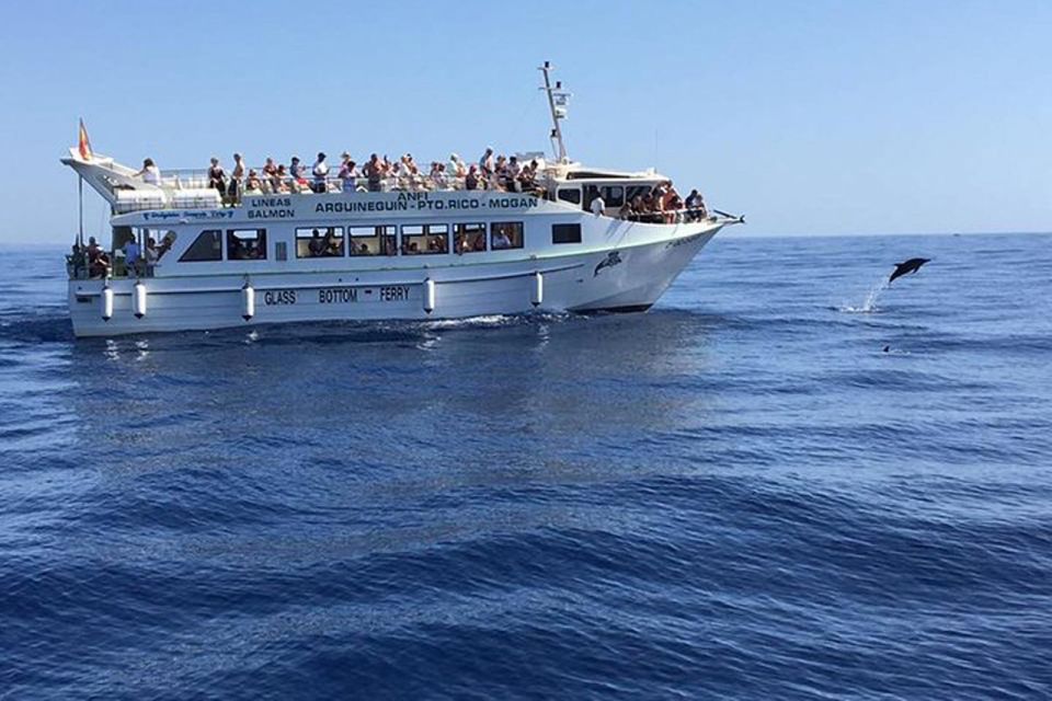Gran Canaria: Dolphin and Whale Watching Cruise - The Catamaran Ride: Comfortable Viewing, Real Sea Air