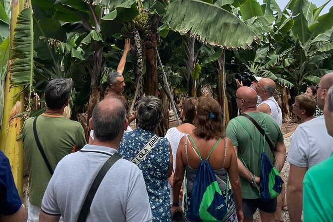 Guided tour of the Banana World - Key highlights before you go