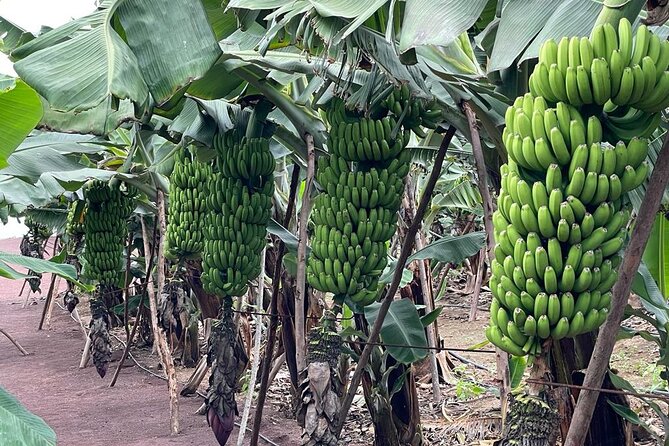 Guided tour of the Banana World - Banana tastings: banana wine, montaditos, jams, and more