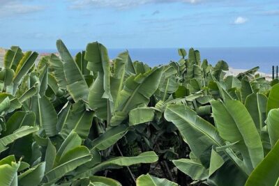 Guided tour of the Banana World - Stop 1 at Trasmontaña: banana cultivation and the 1804 Canarian house