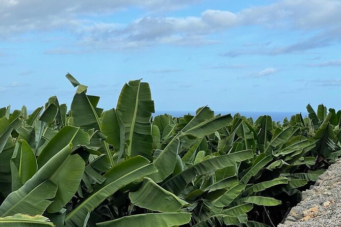 Guided tour of the Banana World - The guide experience in English: what to expect from names like John and Maria