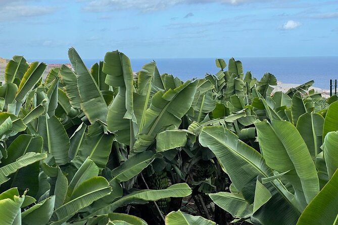 Guided tour of the Banana World - Stop 1 at Trasmontaña: banana cultivation and the 1804 Canarian house