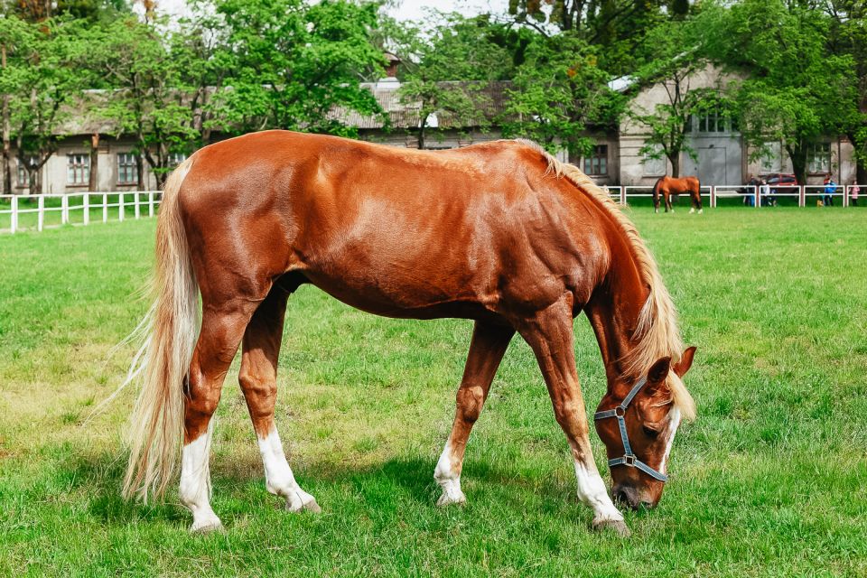 Jerez de la Frontera: How the Andalusian Horses Dance - Quick hits before you go