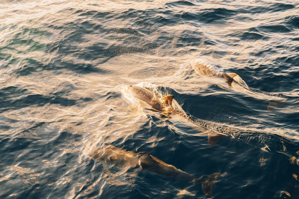 Lanzarote: Dolphin-Watching Sunset Cruise with Transfers - On-board experience: mojitos, drinks, and snacks that fit the mood
