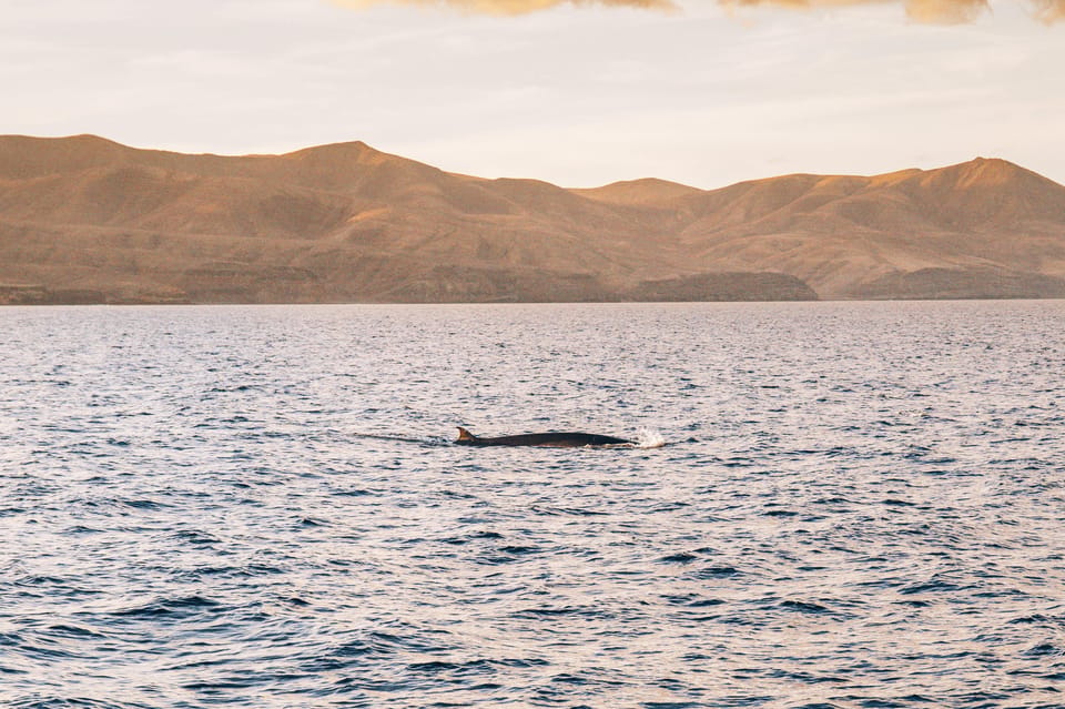 Lanzarote: Dolphin-Watching Sunset Cruise with Transfers - The sailing rhythm: what you’ll actually do for two hours